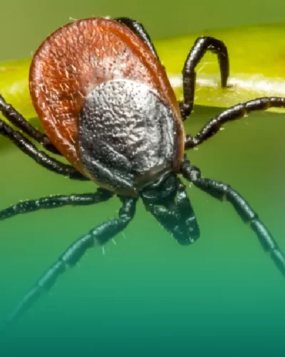 7 Myths about Ticks Revealing the Truth