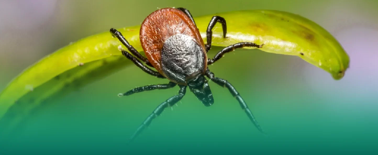 7 Myths about Ticks Revealing the Truth