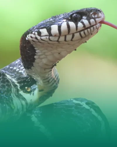 Debunking Myths About Snake Bites